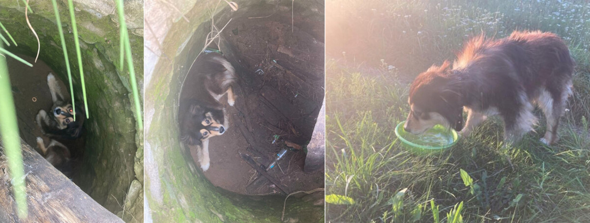 В Новозыбкове спасли провалившуюся в колодец собаку