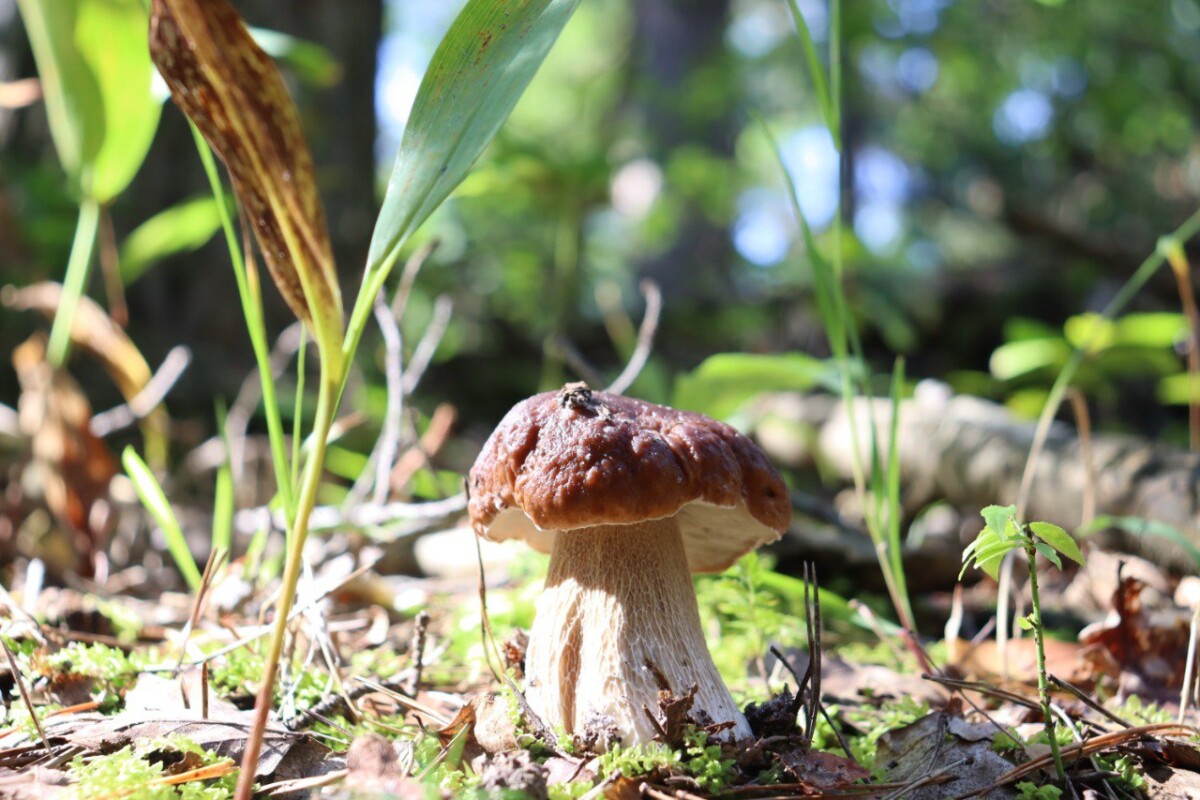 Брянский лес и в целом Брянская область славятся обилием грибов