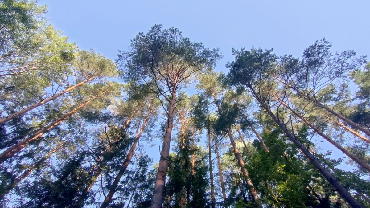 В Брянской области на восстановление лесов направили сотни миллионов