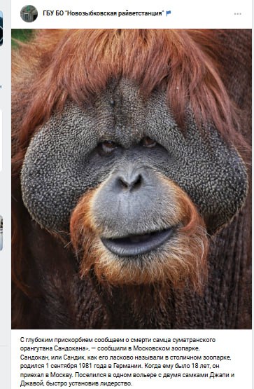Новозыбковские ветеринары сообщили о смерти орангутана