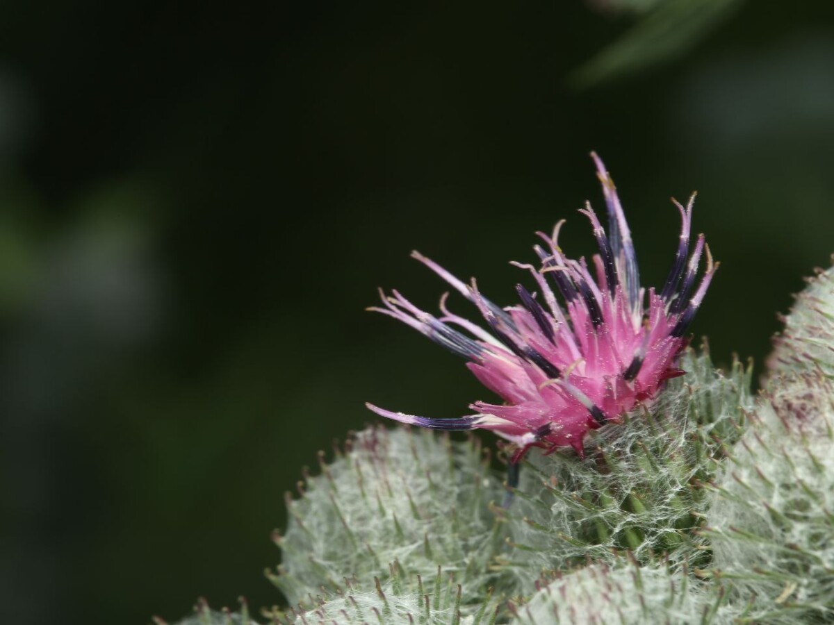 Фотографией цветущего лопуха попрощались с летом в брянском заповеднике