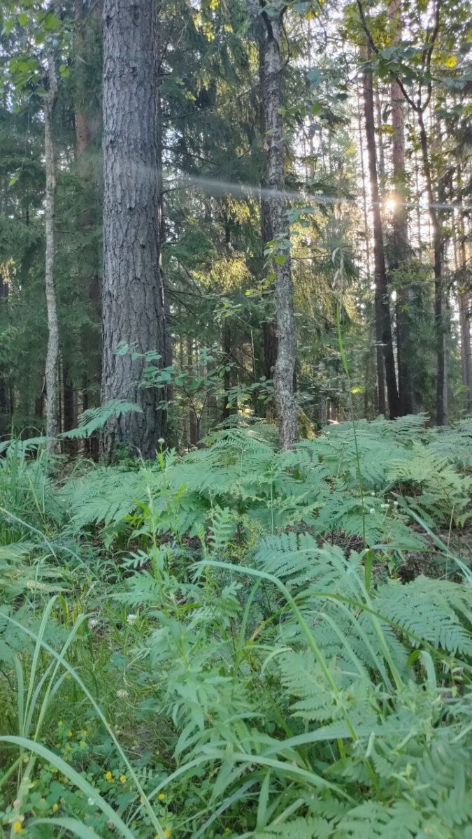 Летом в Новозыбкове смогли найти нескольких потерявшихся