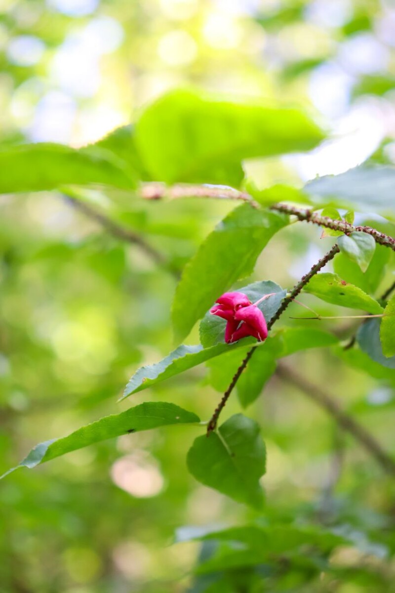 Ядовитый кустарник из брянских лесов был очень полезным сырьем