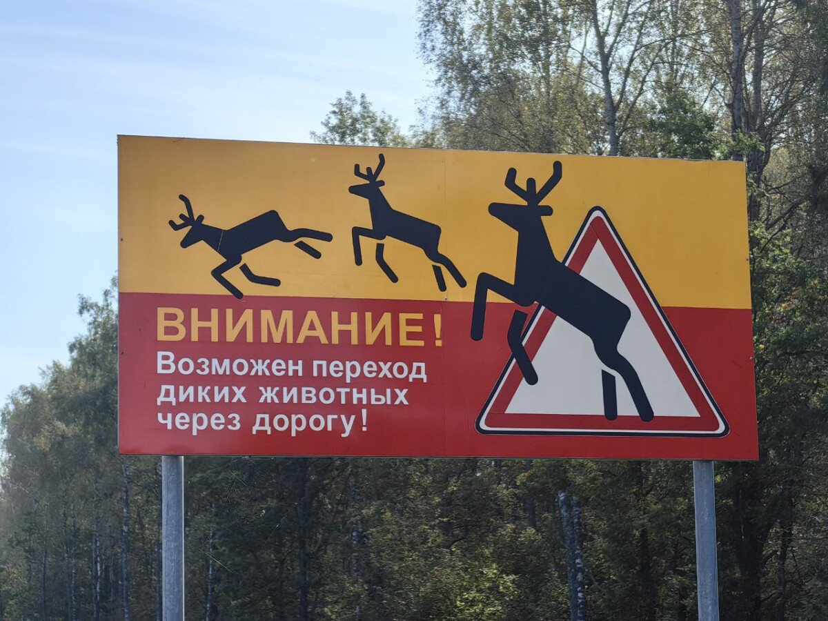 Водителей в Брянской области предупреждают о сезоне гона лосей