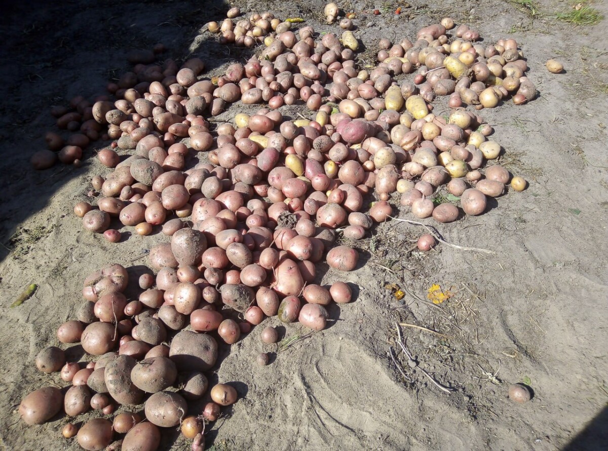 В картошке цвет имеет значение, напомнил брянский Роспотребнадзор 