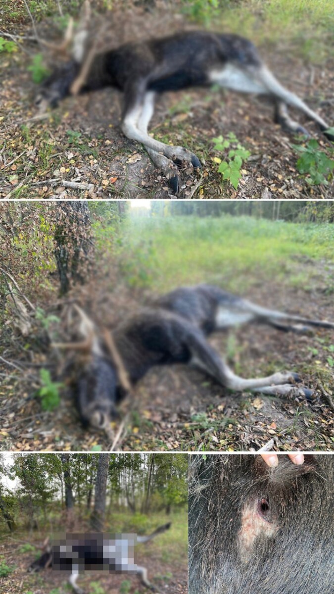 Крупного лося подстрелили в лесу под Новозыбковом Брянской области