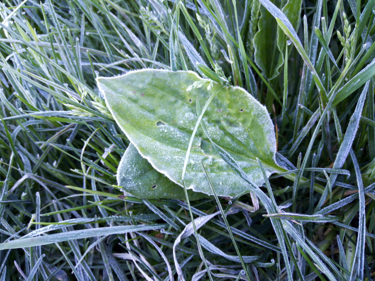 Заморозки до минус двух градусов в Брянской области