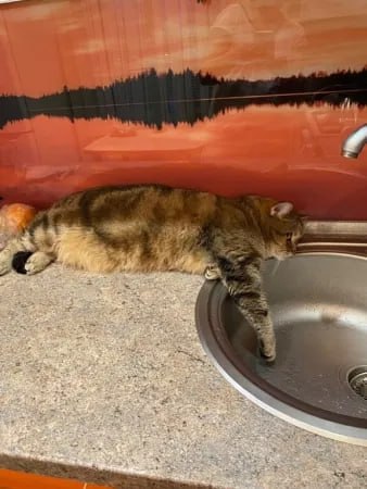 Снова без воды останутся жители Новозыбкова