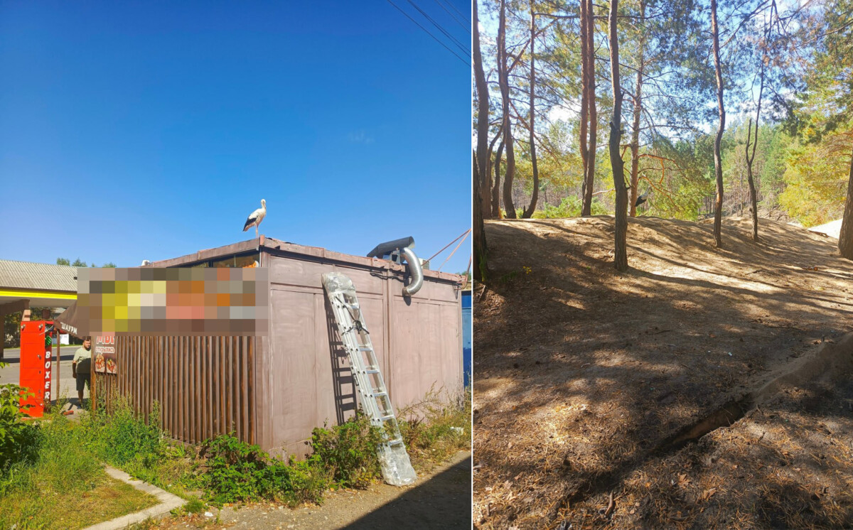 В Новозыбкове на автовокзале заблудился аист