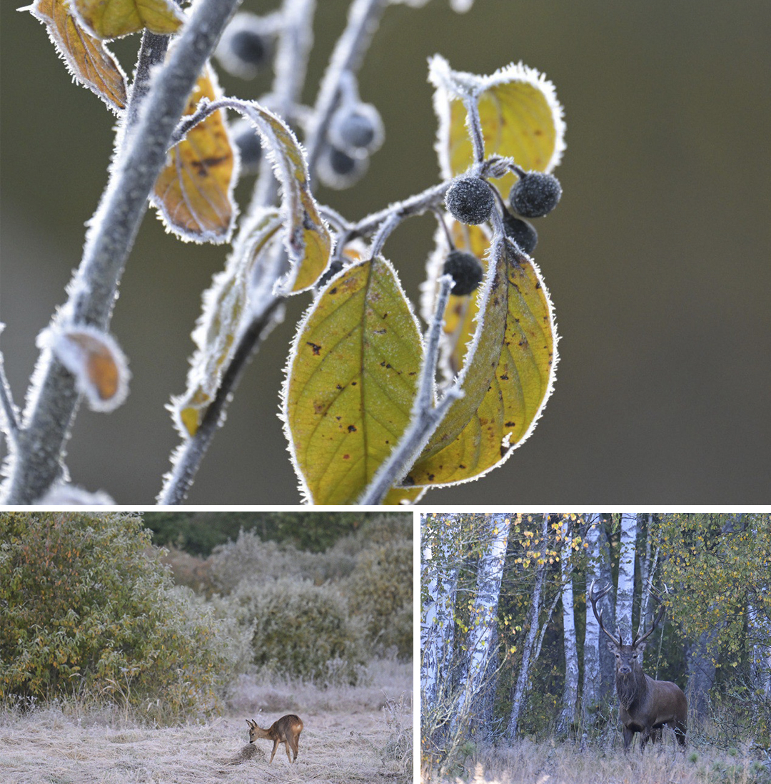 Первый иней, первый ледок в Брянской области