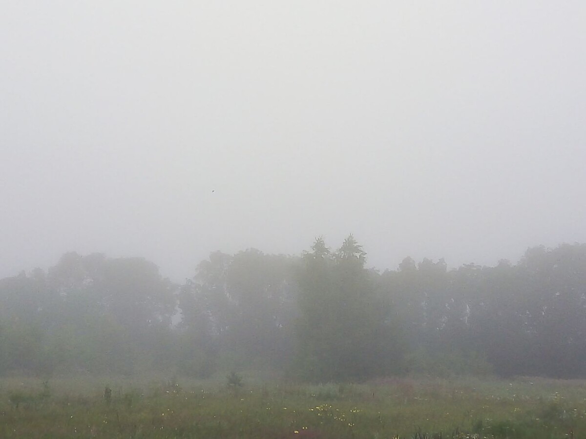 Туман, порывы ветра 15-20 м/с на территории Брянской области 13 октября