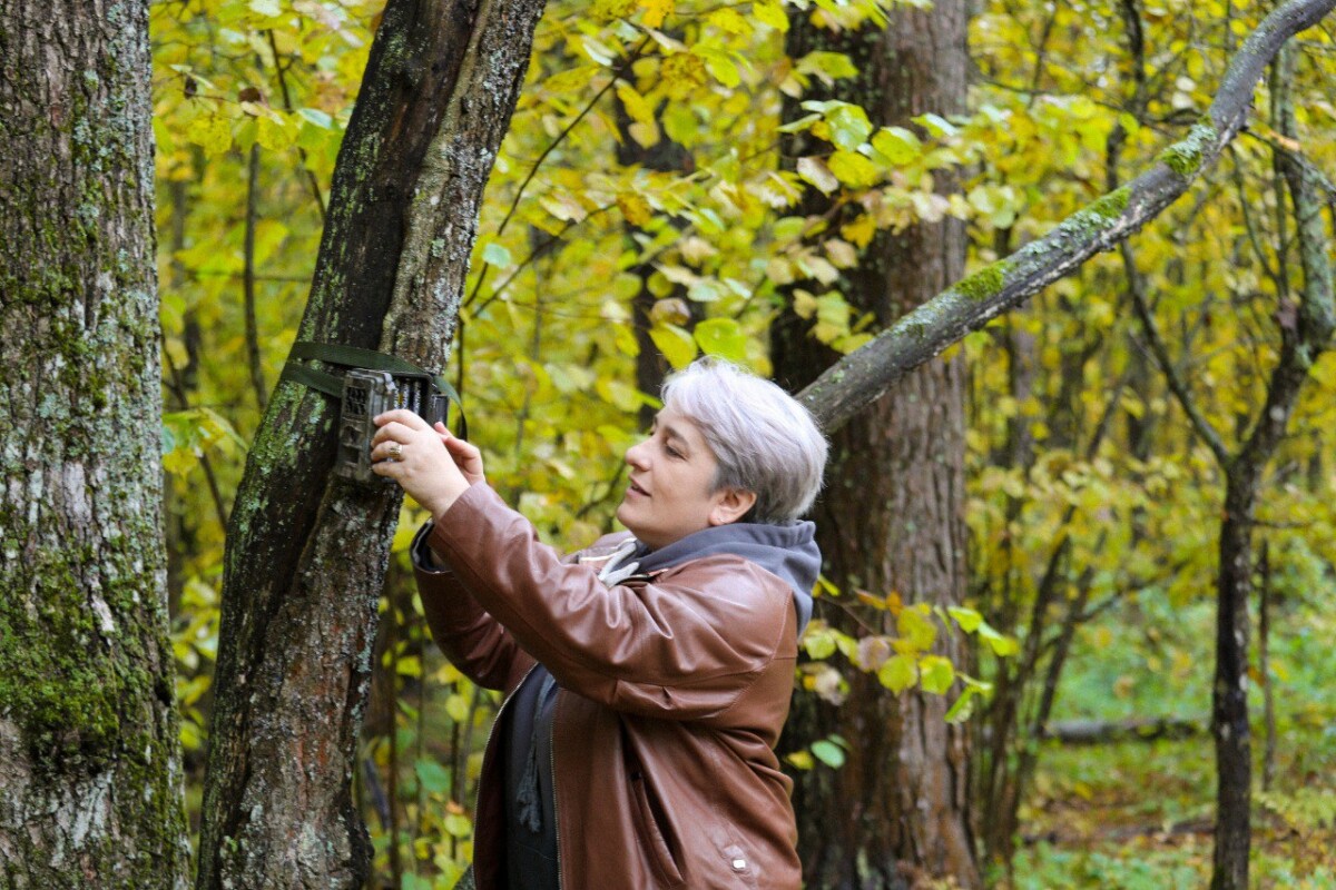 Уникальные кадры фотоловушек «Брянского леса»