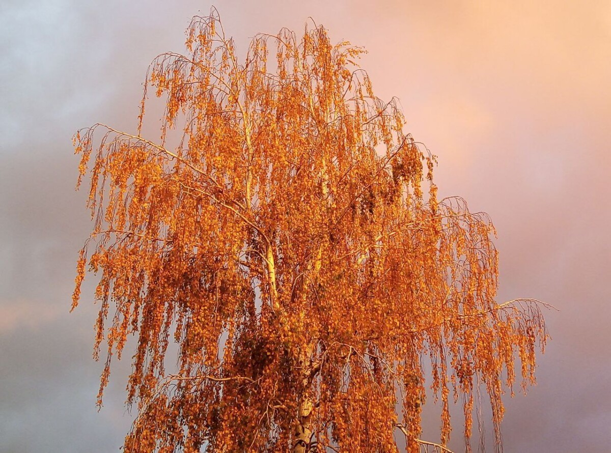Предзимье в Брянской области