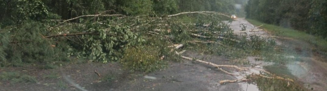 В Новозыбкове упавшее дерево обесточило улицу