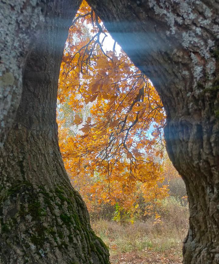 Знаток леса вывел из чащи заблудившегося жителя Новозыбкова