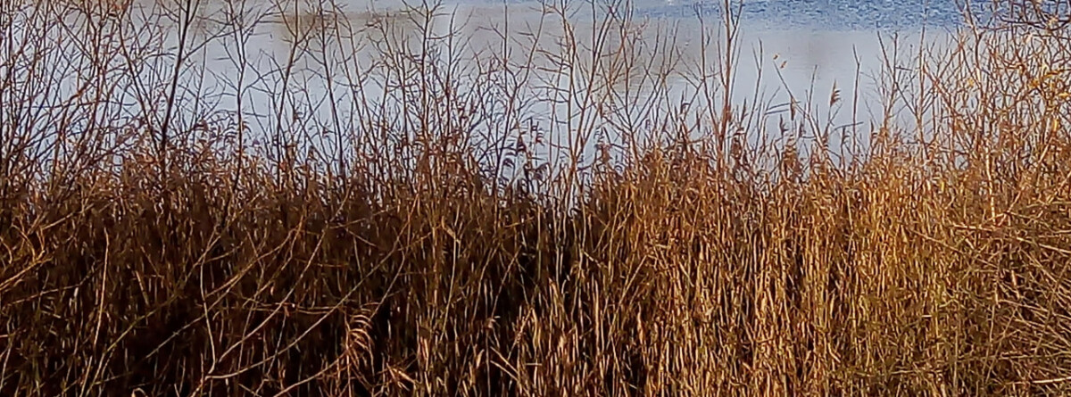В Брянской области продолжат учет норки, выдры и бобра