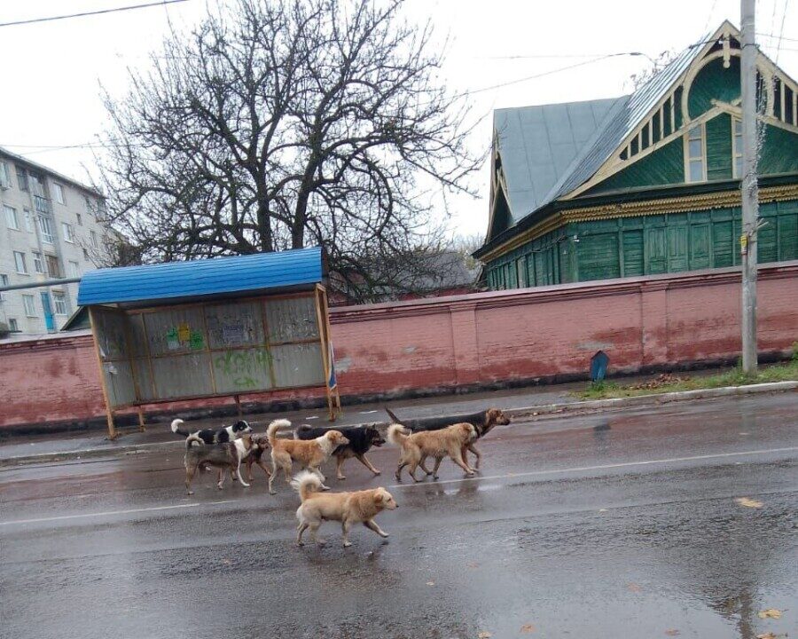 Власти Новозыбкова, наконец, отреагировали на массовые жалобы по поводу агрессивных псов на улицах