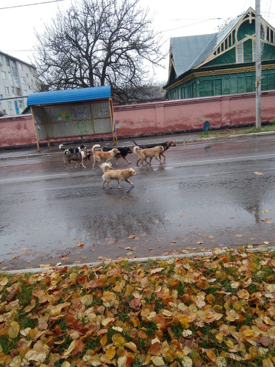 В Новозыбкове у музея заметили агрессивную стаю собак