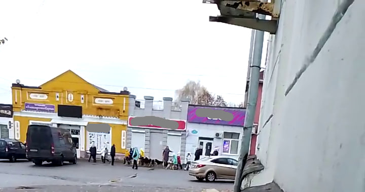 Стая агрессивных собак преградила путь детям в Новозыбкове