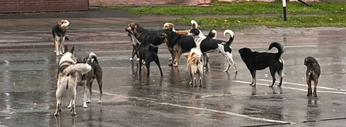 Власти Новозыбкова опубликовали странные результаты отлова бродячих животных