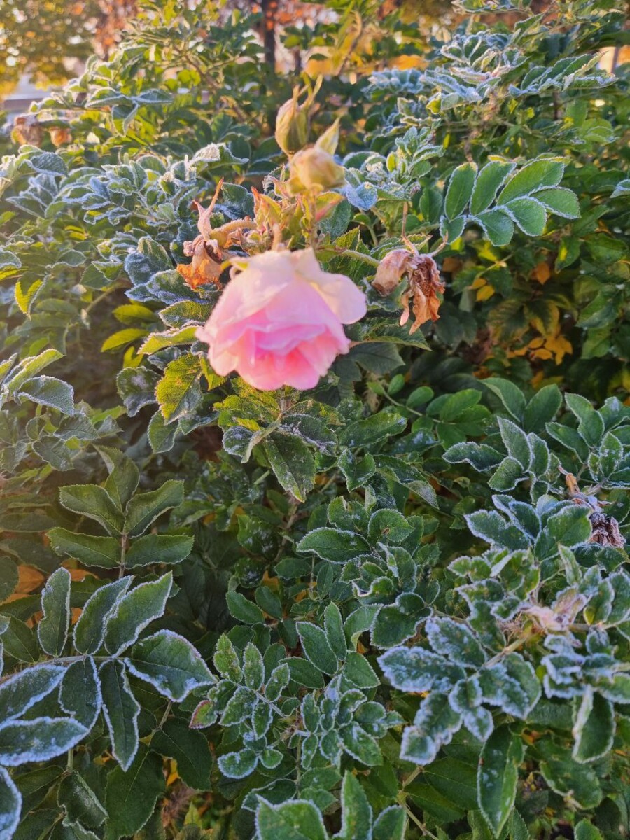 Ночью мороз до минус двух градусов в Брянской области