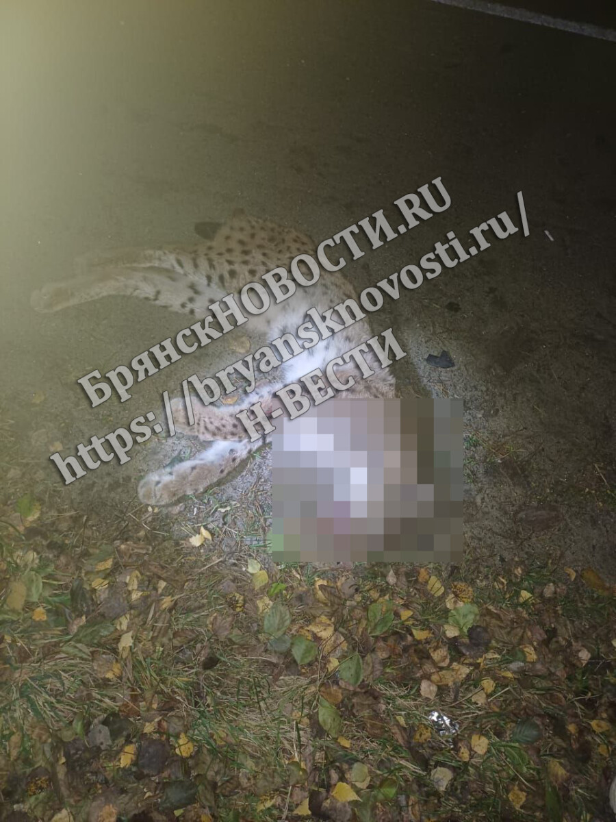 Рысь погибла под колесами автомобиля в Брянской области