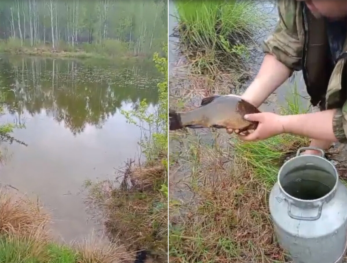 В Новозыбкове рыбаки запустили в озерцо линей и карпов