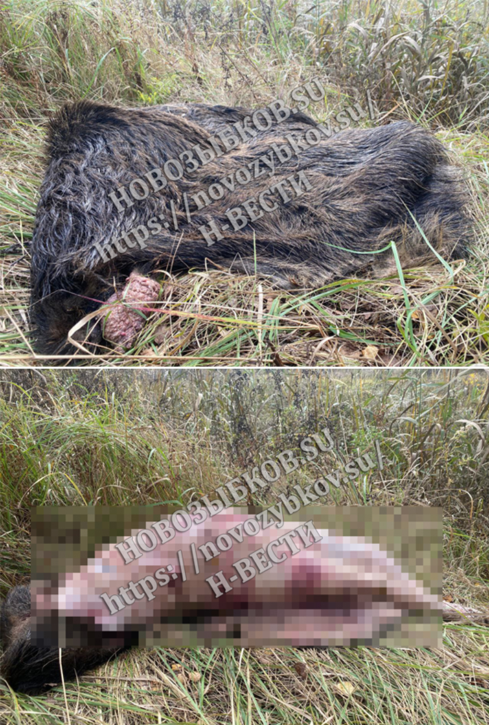 Под Новозыбковом Брянской области нашли выброшенную шкуру освежеванного кабана