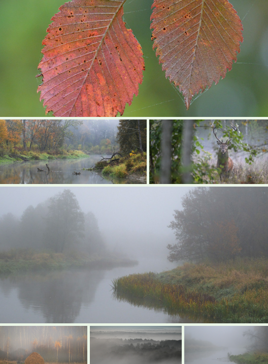 Фотограф заповедника «Брянский лес» поделился панорамными снимками