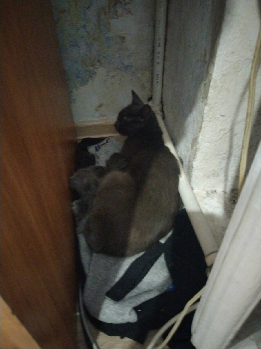 Отдам кошку и котят добрый руки