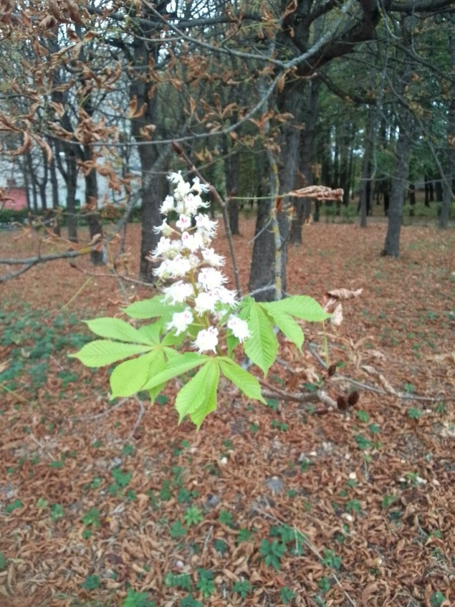 В Новозыбкове зацвел каштан в конце осени
