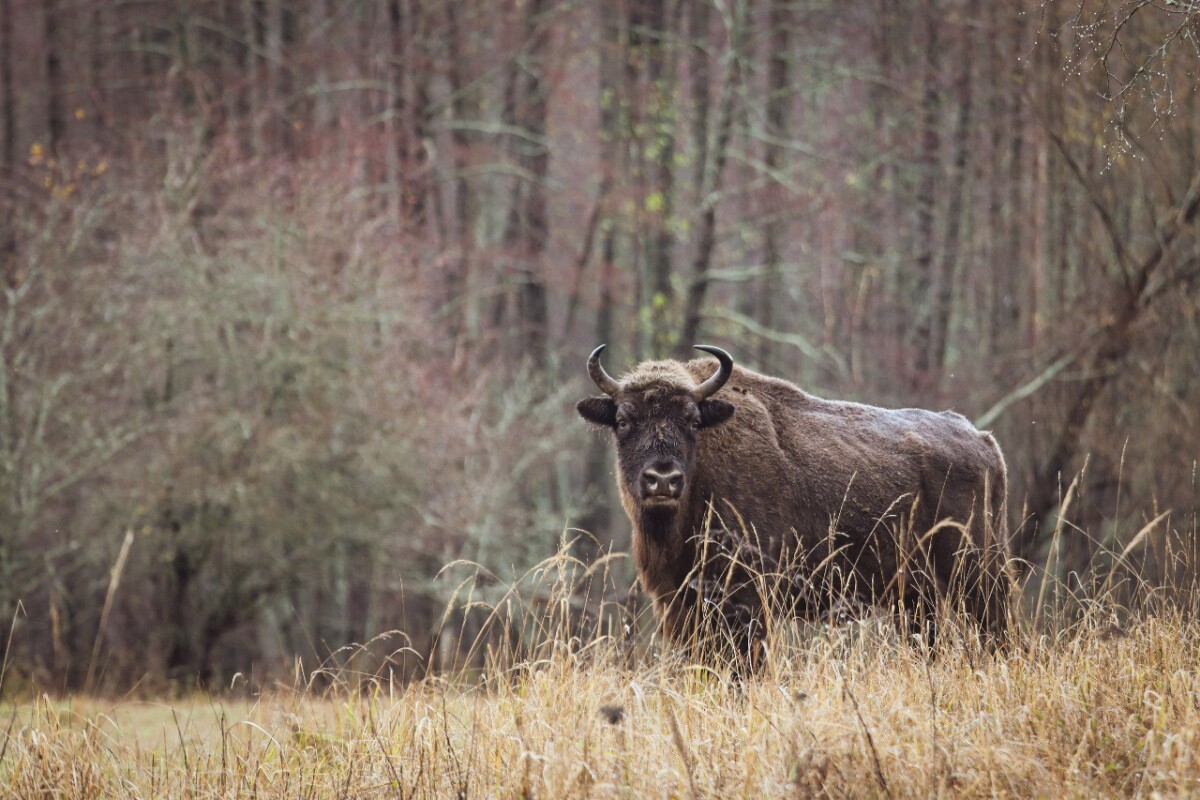 Заповедник «Брянский лес» пообещал возобновить экскурсии к зубрам
