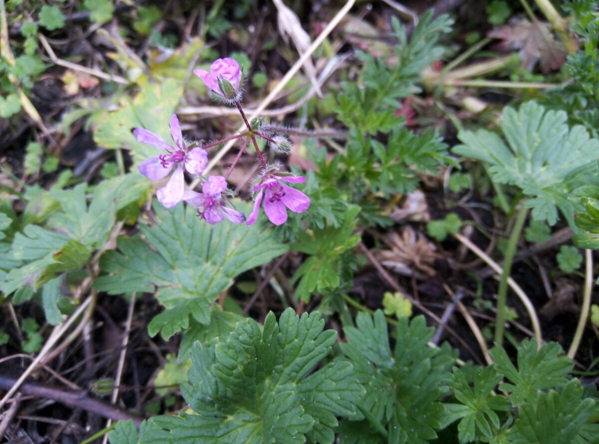 В селе Новозыбковского округа соседка забросала цветами чужой участок
