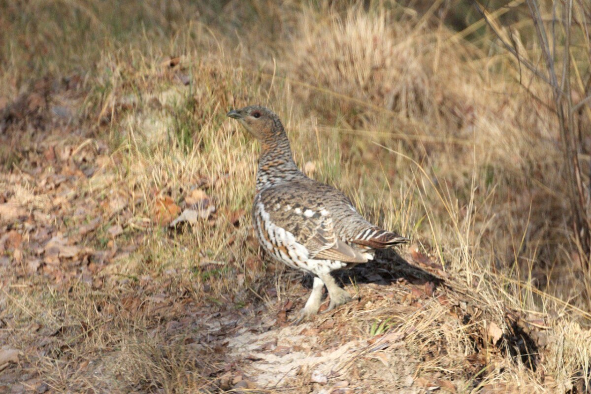 Глухарь в лесах Брянской области есть, популяция выросла