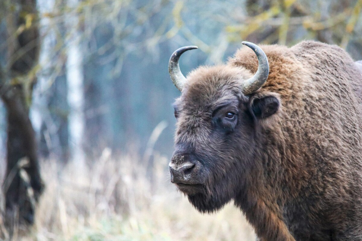 В заповеднике «Брянский лес» насчитывается более 200 вольноживущих зубров