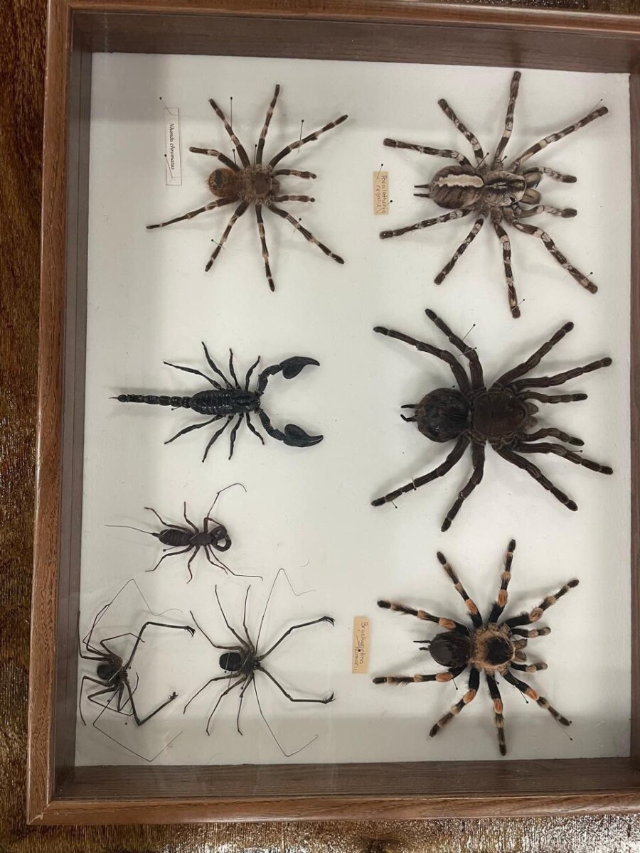 Тарантулов запретили держать дома жителям Брянской области