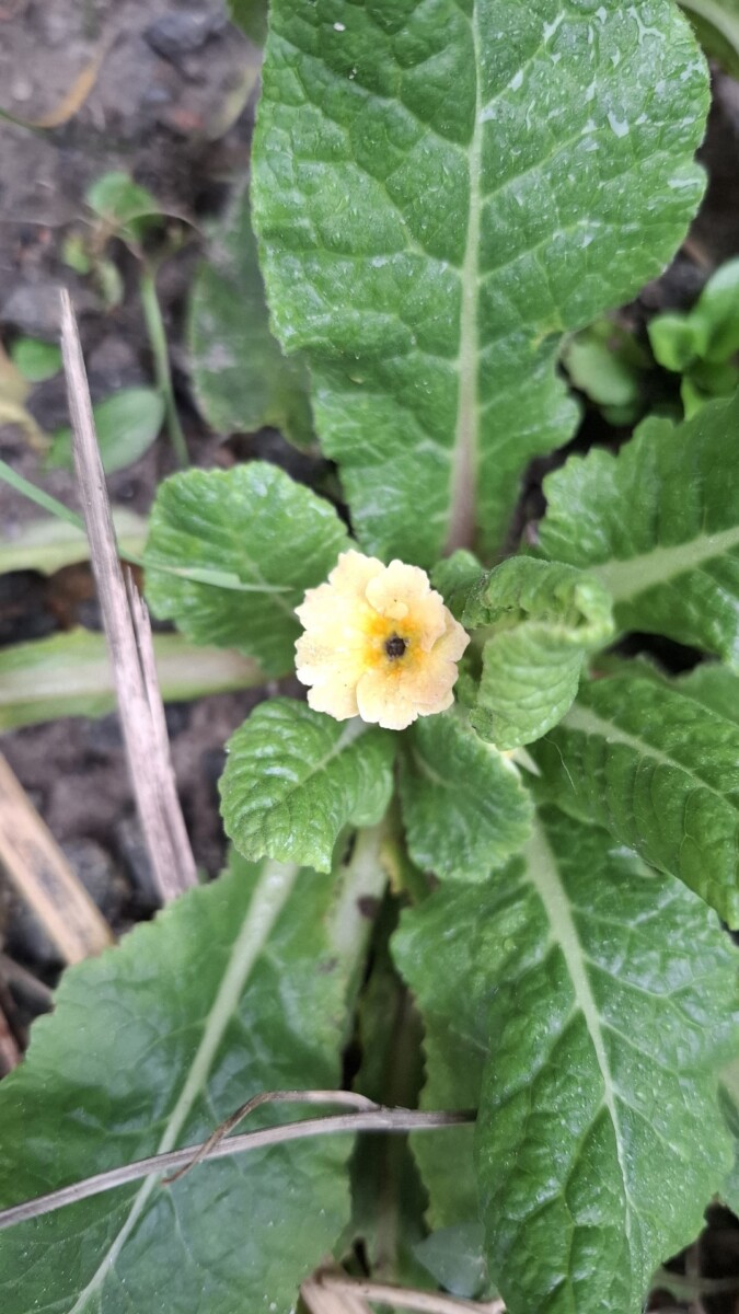 В Брянской области зацвели цветы в декабре