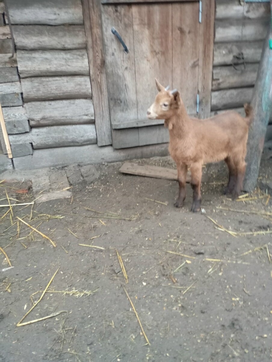 Продаётся козлик или на обмен