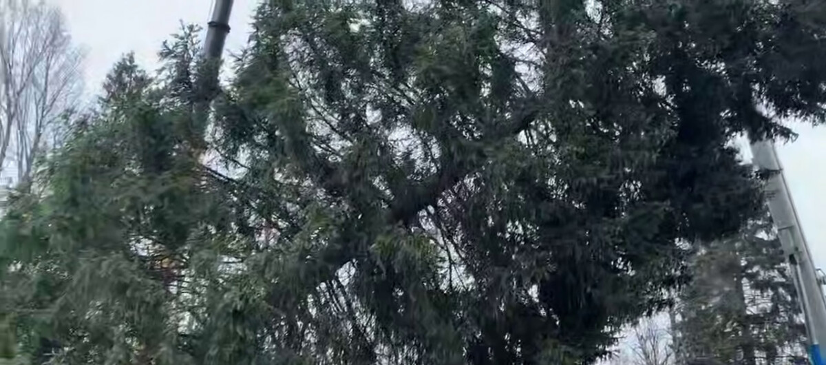 Снега нет, не торопятся и с главной новогодней елью в Новозыбкове Брянской области