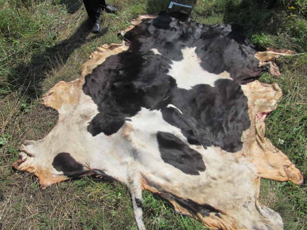 Вор из Орловской области проник в наш регион под покровом ночи и украл корову в Брянской области