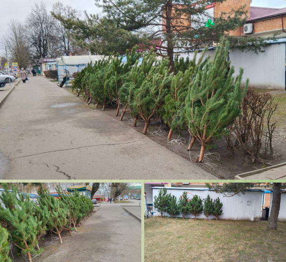 Ёлочные базары в Новозыбкове стали сосновыми