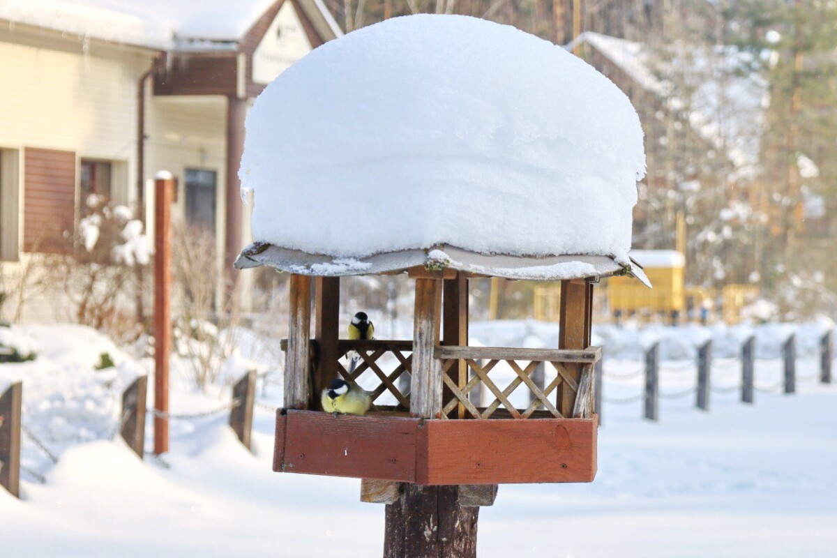 В заповеднике «Брянский лес» напомнили, чем кормить птиц