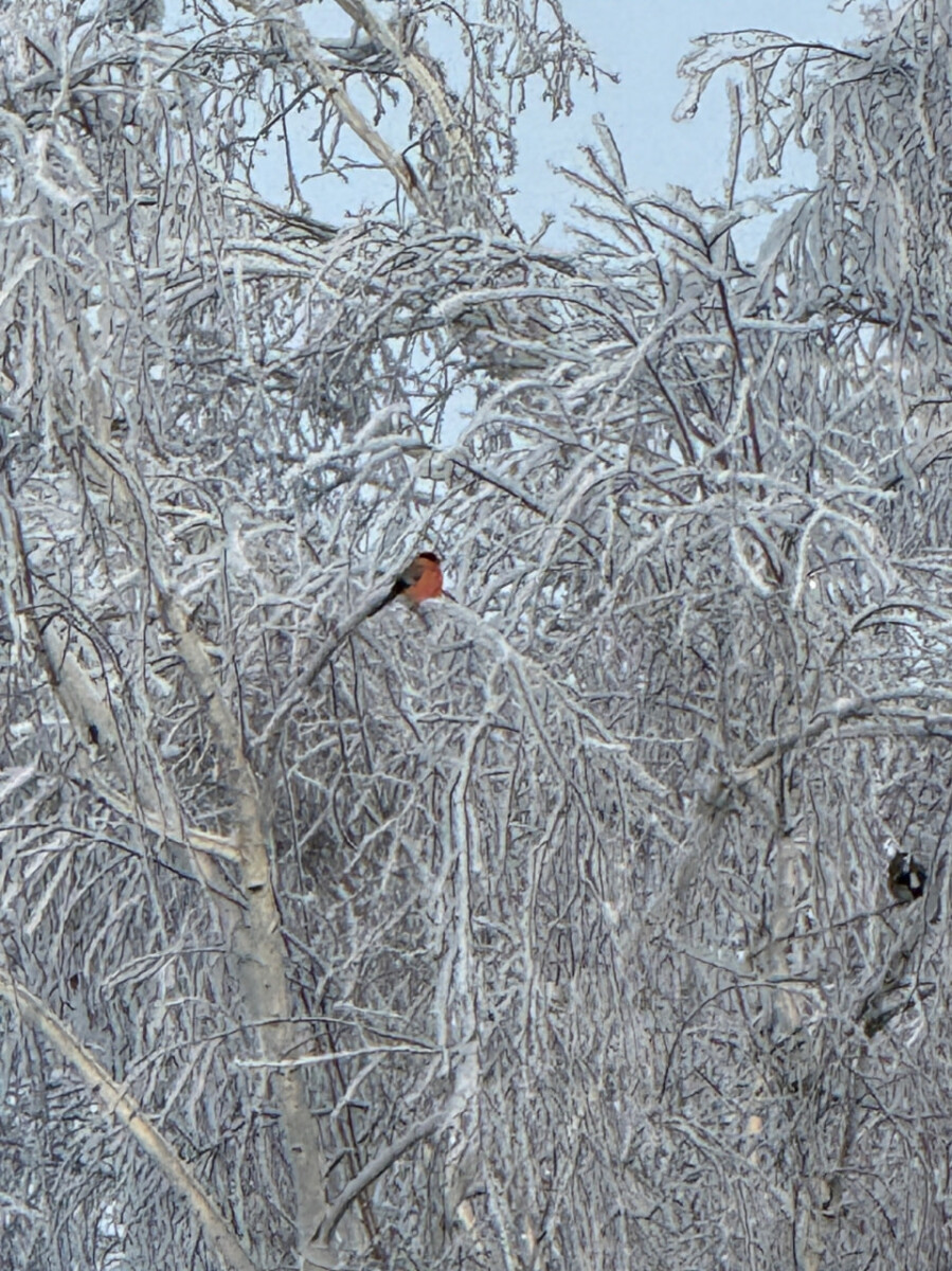 Стайку снегирей на фоне сказочных зимних деревьев заснял фотограф в Новозыбковском районе