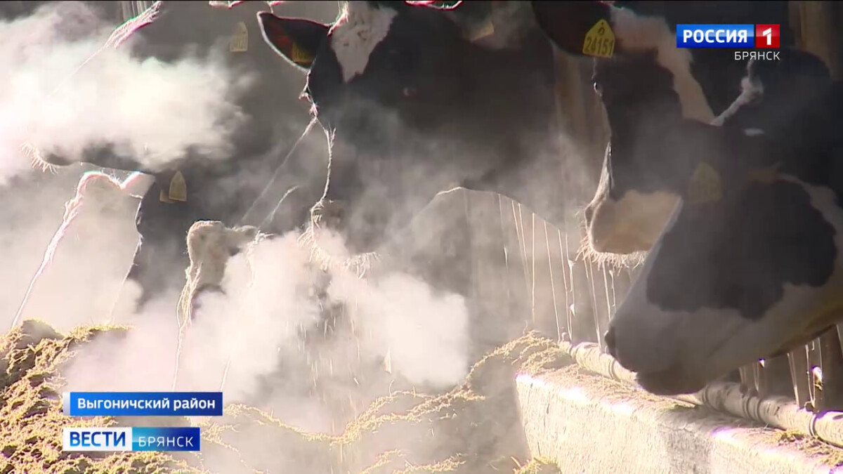 Животноводы Брянской области в холода пользуются заранее продуманными мерами