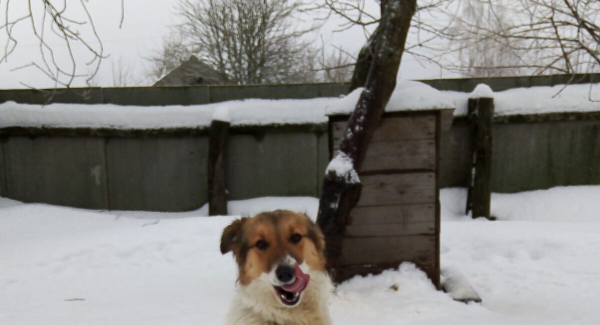 На стаю агрессивных собак пожаловались жители Новозыбкова