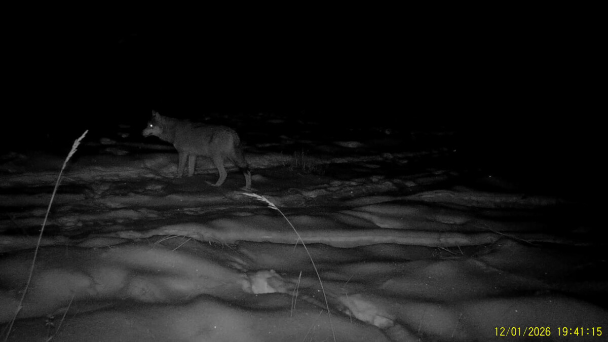 Волк в брянском лесу чувствует добычу за несколько километров