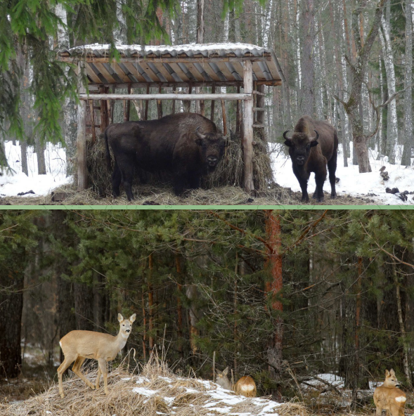 Жителей Брянской области просят не подкармливать животных  