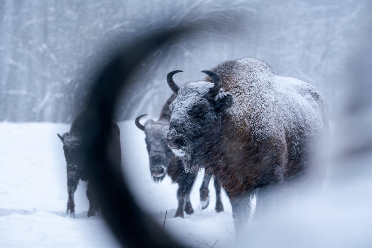 Самую вредную зубриху брянского леса показали в заповеднике