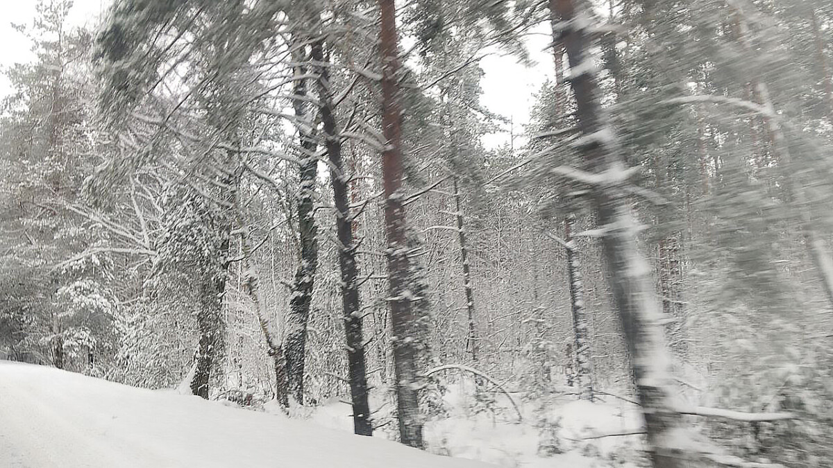 В Новозыбкове осудили иностранца за незаконный ввоз леса 