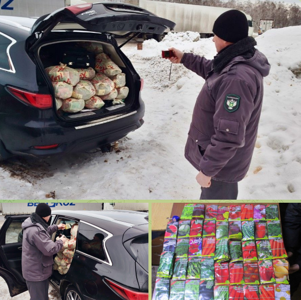 Десятки кило семян овощей нашли в машине белоруса, въехавшего в Брянскую область